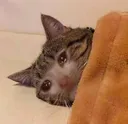 GW_CatDepressant