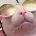swagbingus