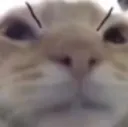 catangy3 catangy3