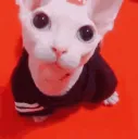 bingusstare