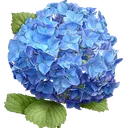 hydrangea