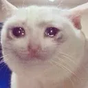 Kot kot Discord Emoji