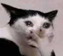 cattogasp