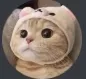 Cat_adorable Cat_adorable