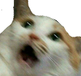 cat_horror Discord emoji