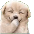 dogtehee dogtehee