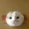 Catpenetration
