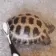 turtlejam turtlejam
