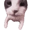 CatKiss