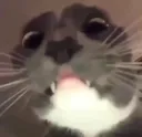 catt