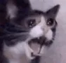 catscreambonk