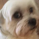 scaredoreo