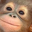 MonkeCute