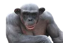 MonkeChad