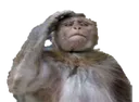 Monke4