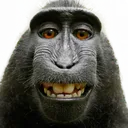 MonkeSelfie