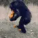 MonkeWalk
