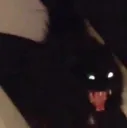 catgoscream catgoscream