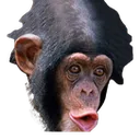 MonkePogChimp
