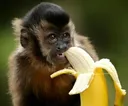 MonkeBananEat