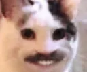 steveharveycat