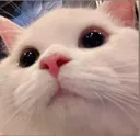 catstare