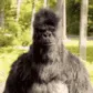 monkefonz