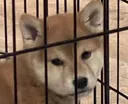 caged caged