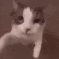 kittykith