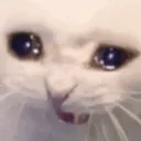 ASioCatScream ASioCatScream