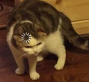 WH_Catfused Discord emoji