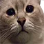 cat_plakplak