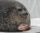 surepal Discord emoji