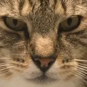 Angrycat angrycat Discord Emoji