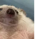 hallohebr hallohebr