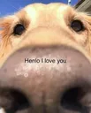 henloily