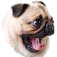 pugchamp pugchamp