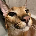 floppa_bath