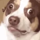 SadDogScared SadDogScared