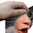 aPC_PogCatPat