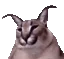 floppaOK