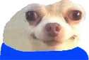 peepodoggo
