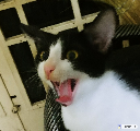 CatScream Discord emoji