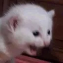 screamingnoises