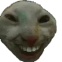 robinscat robinscat