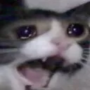 sadcat
