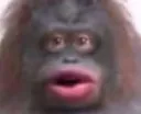 lemonke