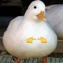 duckshy duckshy