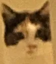 PauseCat