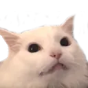 Cat Stare catstare Discord Emoji